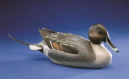 A PINTAIL DRAKE