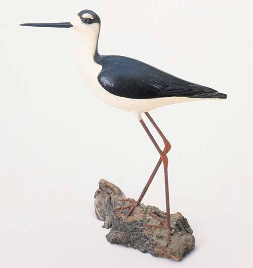 A BLACK NECKED STILT
