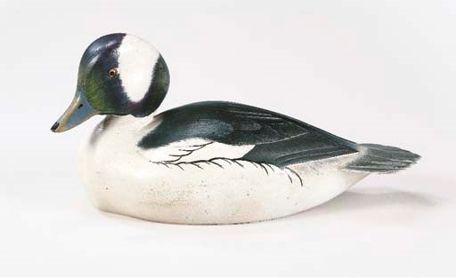 A BUFFLEHEAD DRAKE