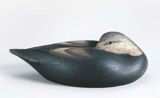 A BLACK DUCK