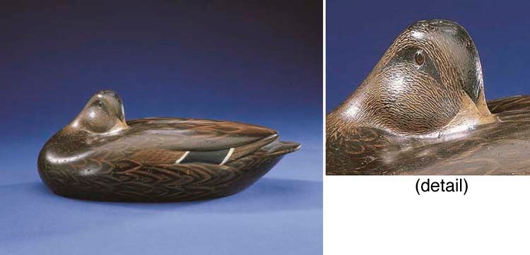A BLACK DUCK