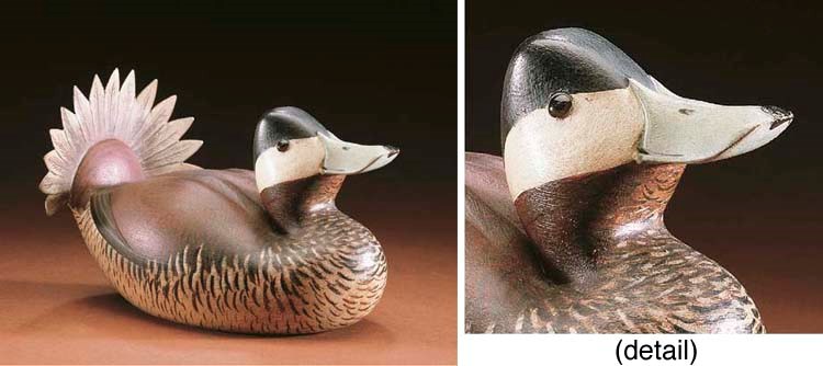 AN EXCEEDINGLY RARE RUDDY DUCK DRAKE