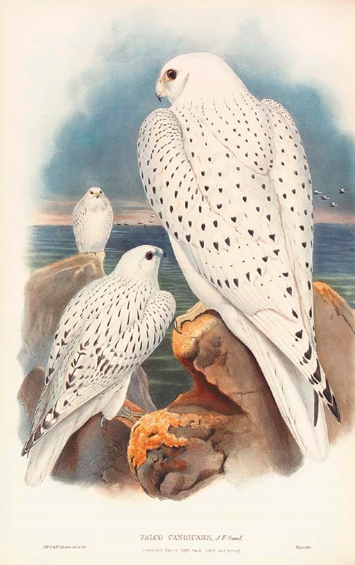 GOULD, John (1804-1881). The Birds of Great Britain. London: Taylor and Francis for the Author, [1862]-1873.