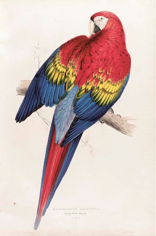 LEAR, Edward (1812-1888). Illustrations of the Family of Psittacidae, or Parrots: the greater part of them species hitherto unfigured. London: E. Lear, [1830-] 1821.