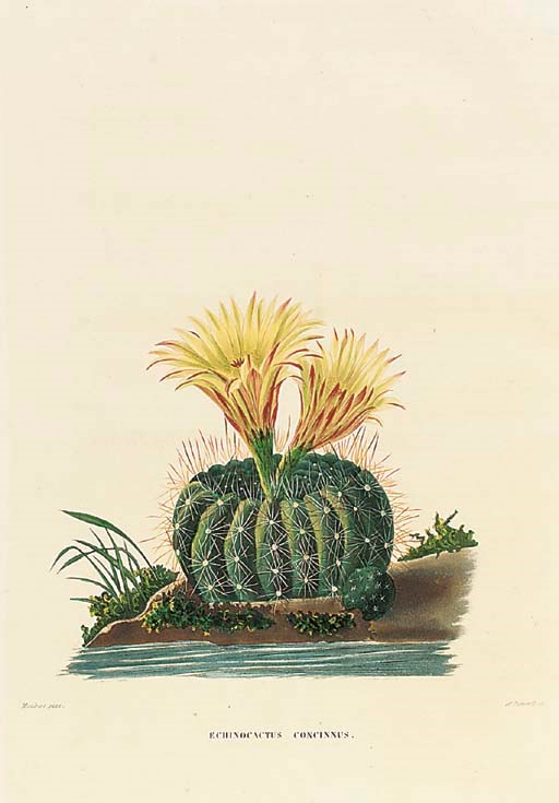 [LEMAIRE, Charles (1801-1871).  Iconographie descriptive des cactées: ou essais systématiques et raisonées sur l'histoire naturelle, la classification et la culture des plantes de cette famille. Paris: H. Cousin, 1841-1847.]