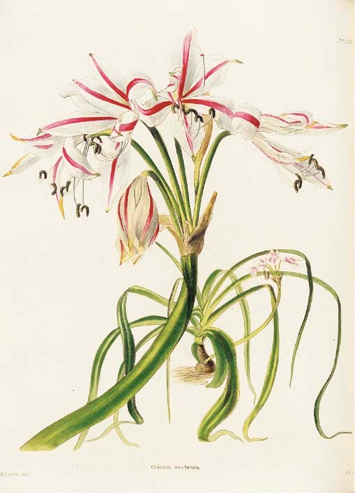 LODDIGES, Conrad (1738-1826, publisher). The Botanical Cabinet consisting of coloured delineations of plants from all countries. London: W. Wilson for C. Loddiges & Sons [and others], 1818-1833.