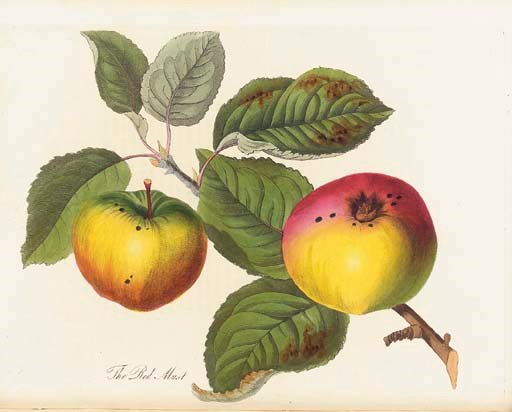 KNIGHT, Thomas Andrew (1759-1838). Pomona Herefordiensis: containing Coloured Engravings of the Old Cider and Perry Fruits of Herefordshire. London: D. Cartwright for the Agricultural Society of Herefordshire, sold by W. Hooker, White and Cochrane, and J. Harding, 1811 [but text and plates watermarked '1819' and '1820' respectively].