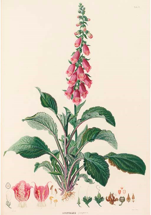 MEYER, Georg Friedrich Wilhelm Meyer (1782-1856). Flora des Königreichs Hannover. Gottingen and Hamburg: 1842-54.