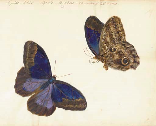 PAPILIA GENUS -- An album of butterflies and moths, English school, [c. 1805].