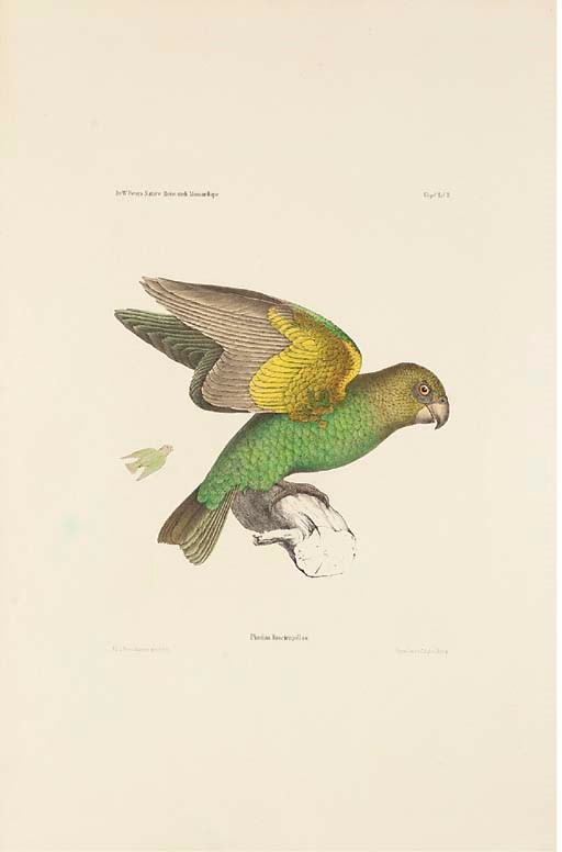 PETERS, Wilhelm Carl Hartwig (1815-1883). Naturwissenschaftliche Reise nach Mossambique ... in den Jahren 1842 bis 1848 ausgeführt. Berlin: Georg Reimer, 1852-1882.