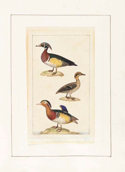 PRÊTRE, Jean-Gabriel (fl.1800-1850). An album of 25 original watercolour drawings of birds. [?Paris: c.1835].