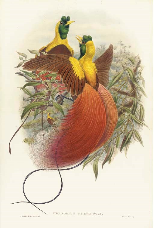 SHARPE, Richard Bowdler (1847-1909). Monograph of the Paradiseidae, or Birds of Paradise, and Ptilonorhynchidae, or Bower-birds. London: Taylor and Francis for Henry Sotheran, 1891-1898.