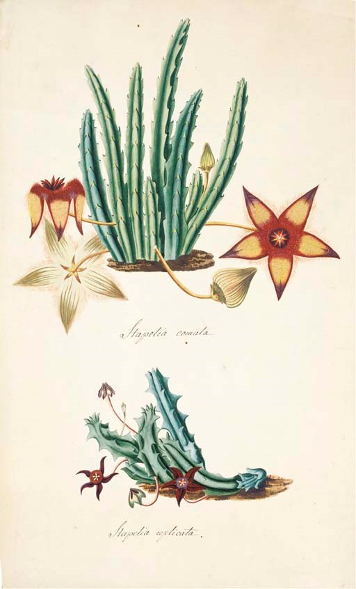 STAPELIA GENUS -- A collection of original watercolour drawings of members of the Stapelia genus, German school, early 19th century [paper watermarked 1805-1806].
