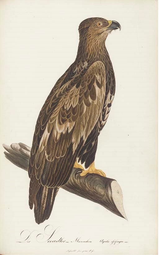 SUSEMIHL, Johann Conrad, and others (illustrators). -- Moritz Balthasar BORKHAUSEN and others (editors). Teutsche Ornithologie oder Naturgeschichte aller Vögel Teutschlands in naturgetreuen Abbildungen und Beschreibungen. Darmstadt: Herausgeber, [1800-1811].