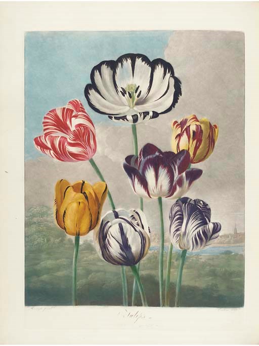 THORNTON, Robert John (c. 1768-1837). New Illustration of the sexual system of Carolus Von Linnaeus... and the Temple of Flora, or Garden of Nature. London: T. Bensley for the publisher, [1798-1807, text watermarked 1796-1806, plates watermarked 1801-1804].