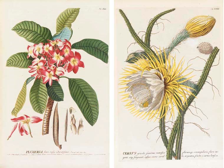 TREW, Christoph Jakob (1695-1769) and Benedict Christian VOGEL (1745-1825). Uitgezochte Planten. Translated from Latin into Dutch by Cornelius Pereboom. Amsterdam: Christian Sepp, [1769]-1771-[1774].