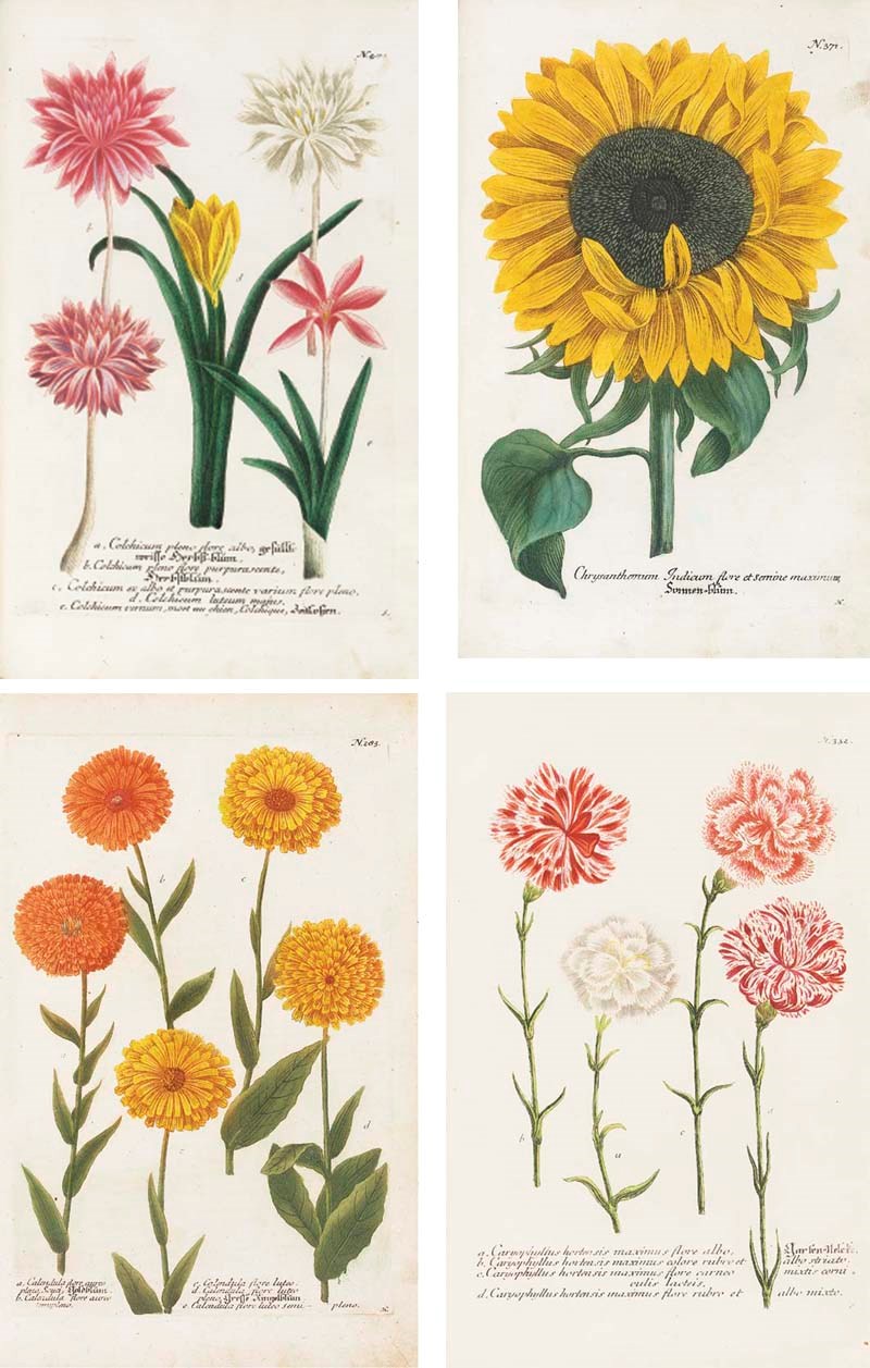 WEINMANN, Johann Wilhelm (1683-1741). Phytanthoza iconographia; sive Conspectus aliquot millium, tam indigenarum quam exoticarum, ex quatuor mundi partibus, longa annorum serie indefessoque studio ... collectarum plantarum, arborum, fruticum, florum fructuum, fungorum &c. Text by J.G.N. Dietrichs, L.M. Dietrichs, and A.K. Bieler. Regensburg: Hieronymus Lentzen [volume IV: Heinrich Georg Neubauer], [1735?]-1737-1745.