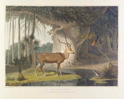 Samuel Daniell (1775-1811)