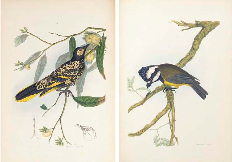 JOHN WILLIAM LEWIN (1770-1819)