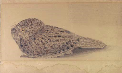 John William Lewin (1770-1819)