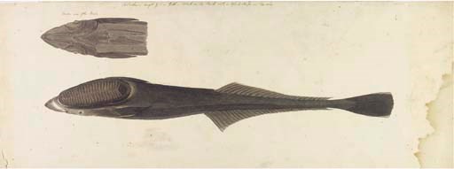 John William Lewin (1770-1819)