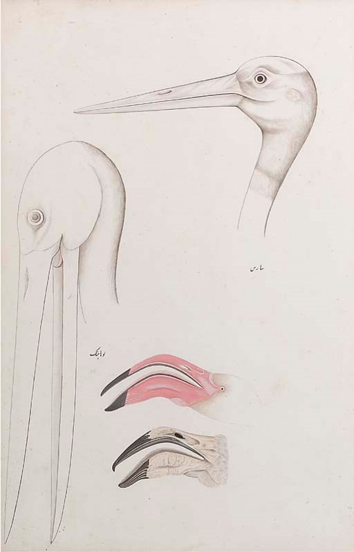 Studies of birds, Lucknow School, Early 19th century
