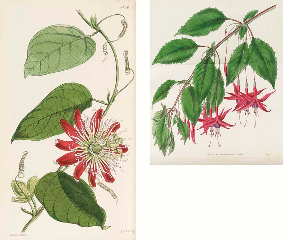 CURTIS, William (1746-1799).  The Botanical Magazine; or, Flower-Garden Displayed, London: Stephen Couchman for William Curtis, and others, 1793-2003. Volumes I-CLXXXIV part IV and volumes 1-20 part 2 in 280 volumes, 8° (235 x 139mm). Circa 9,688 hand-coloured engraved or lithographed plates after William Curtis, Sydenham Edwards, James Sowerby, William Jackson Hooker and others. Plates from 1948 onwards coloured photographic reproductions. (Lacking portrait of Curtis, a few endpapers loose, occasional light scattered spotting, browning and offsetting, some occasional ink annotation on front endpapers.) 105 half calf or morocco-bound vols., 51 buckram or cloth-bound vols., 124 vols. in wrappers (wear to leather-bound volumes, about half with sellotape repairs, cloth vols. a little rubbed and scuffed). Provenance: Birmingham Botanical and Horticultural Library (stamps on most titles and verso of virtually all plates until 1903).