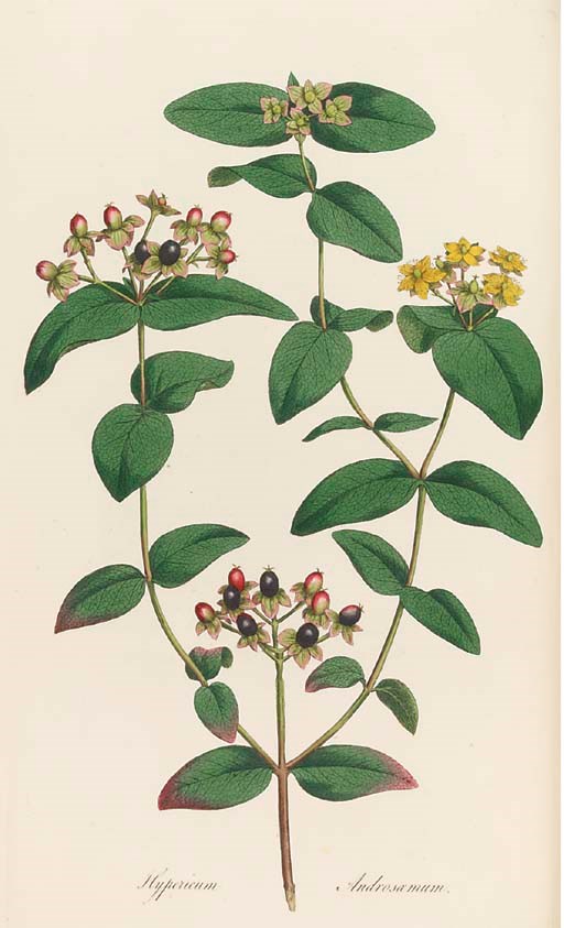 CURTIS, William (1746-99).  Flora Londinensis: containing a History of the Plants indigenous to Great Britain, illustrated by Figures of the Natural Size ... a New Edition, Enlarged by George Graves, F.L.S. [vols. IV-V by William Jackson Hooker], London: Printed for George Graves by Richard and Arthur Taylor, 1817-28. 5 volumes, 2° (481 x 295mm). 647 hand-coloured engraved or lithographed plates after Sydenham Edwards, Will Kilburn, J. Sowerby, K. Greville, George Graves and William T. Hooker, 2 index leaves loosely-inserted. (Some mainly marginal dampstaining to vol. one, occasional light spotting and staining.) 19th-century green half morocco, spines gilt in compartments, top edges gilt (lower cover of vol. one dampstained, extremities rubbed, some bumping). Brunet II, 447; Freeman 883; Henrey 595; Nissen BBI 440; Pritzel 2005; Sitwell Great Flower Books p.88. Bibliographies give varying plate counts (Brunet calls for 702 plates, for example). For this reason this set is sold not subject to return. 	 (5)