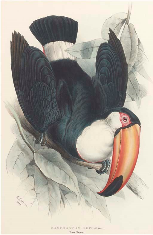 Edward Lear (1812-1888)
