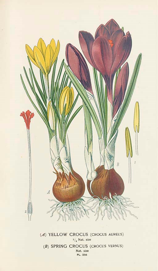 STEP, Edward (1855-1931).  Favourite Flowers of Garden and Greenhouse, London: Frederick Warne & Co., [1896-97]. 4 volumes, 8° (241 x 150mm). 316 hand-coloured lithographed plates. (Plate 23 loose, hinges cracking volume I, some endpapers and half titles marginally browned.) Contemporary cloth gilt, top edges gilt.  FIRST EDITION. Nissen BBI 1887. 	 (4)