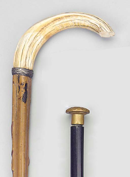 A boar's tusk mounted gnarled wood walking stick