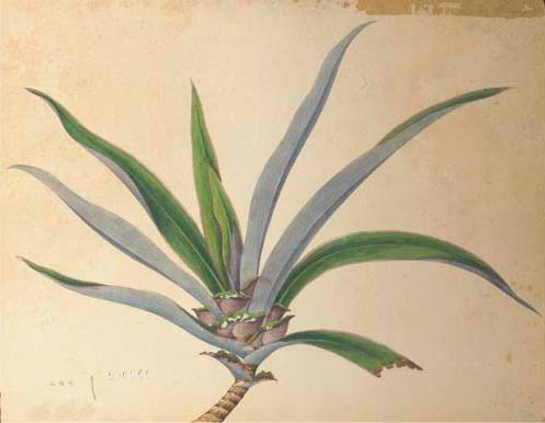 A botanical study, 19th century