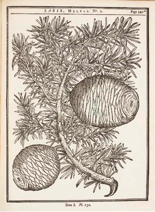 DUHAMEL DU MONCEAU, Henri-Louis (1700-1782). Traité des arbres et arbustes qui se cultivent en France en pleine terre... Paris: H.L. Guérin, 1755.
