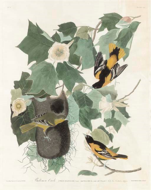 AFTER JOHN JAMES AUDUBON (1785-1851)
BY ROBERT HAVELL (1793-1878)