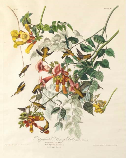 AFTER JOHN JAMES AUDUBON
BY ROBERT HAVELL