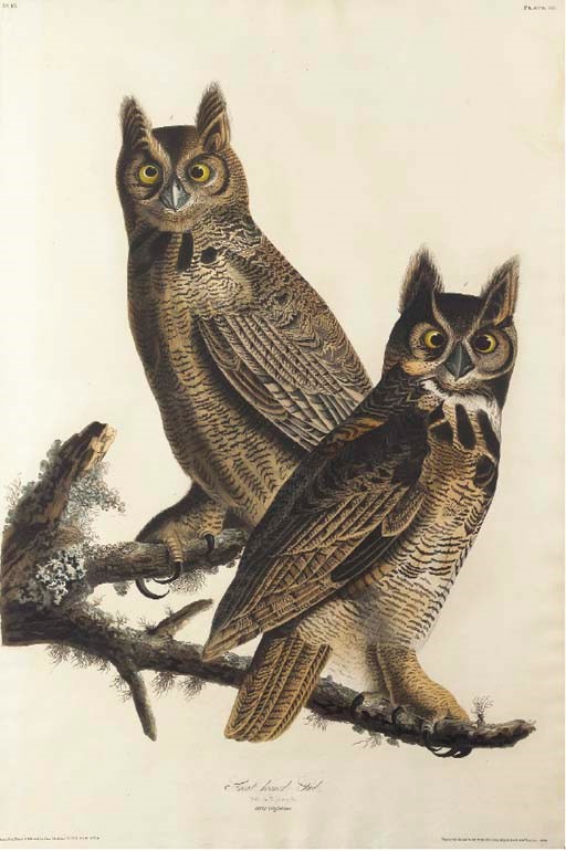 AFTER JOHN JAMES AUDUBON
BY ROBERT HAVELL