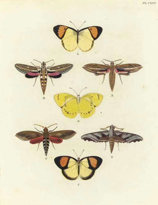 PIETER CRAMER (1721-1776), C.STOLL (ACTIVE LATE 18TH - EARLY 19TH CENTURIES) [EDITORS], AFTER GERRIT WARTENAAR LAMBERTS (1776-1850)