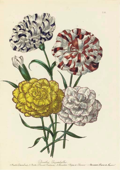 JANE WELLS LOUDON (1807-1858)