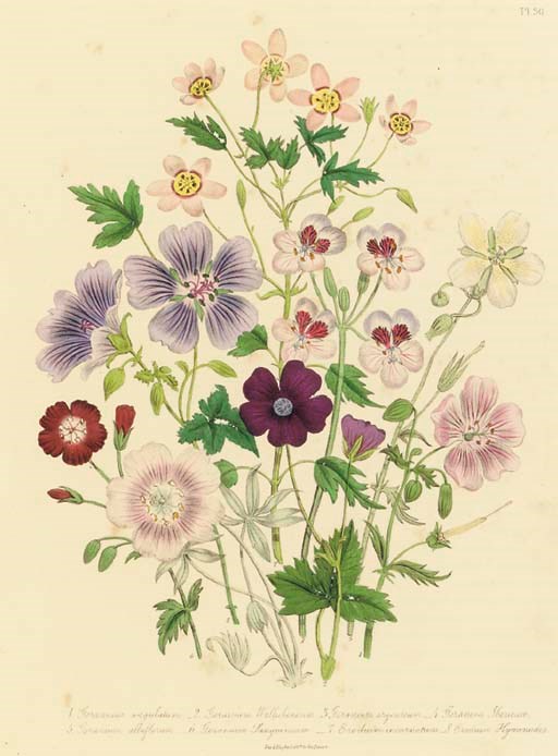 JANE WELLS LOUDON (1807-1858)