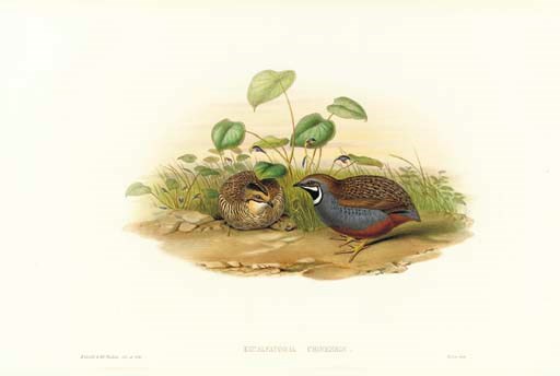 John Gould (1804-1881), H.C Richter (Active 19th Century)