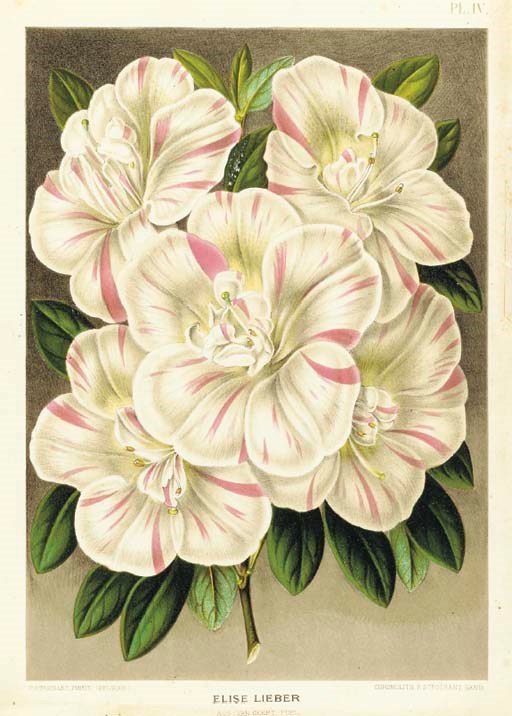 P. Stroobant (Active 19th Century)
