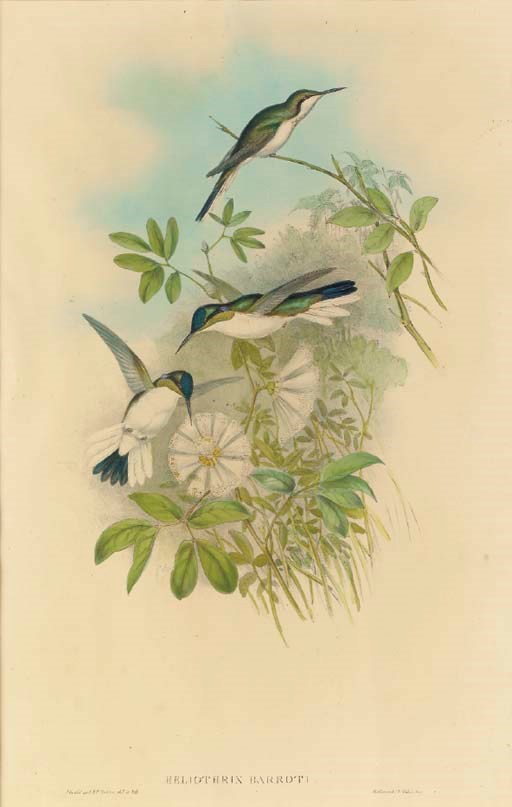 JOHN GOULD (1804-1881), H.C. RICHTER (ACTIVE 19TH CENTURY)