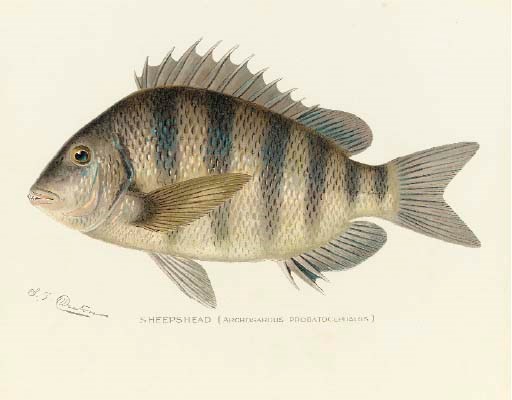 SHERMAN FOOTE DENTON (ACTIVE LATE 19TH CENTURY)