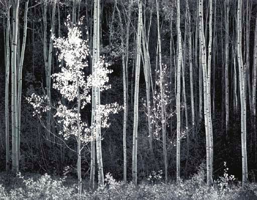 ANSEL ADAMS (1902-1984)