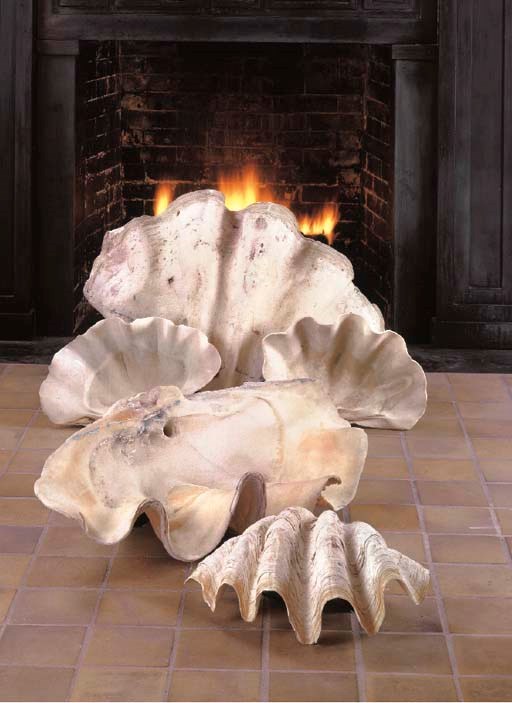 FIVE LARGE MOLLUSK SHELLS