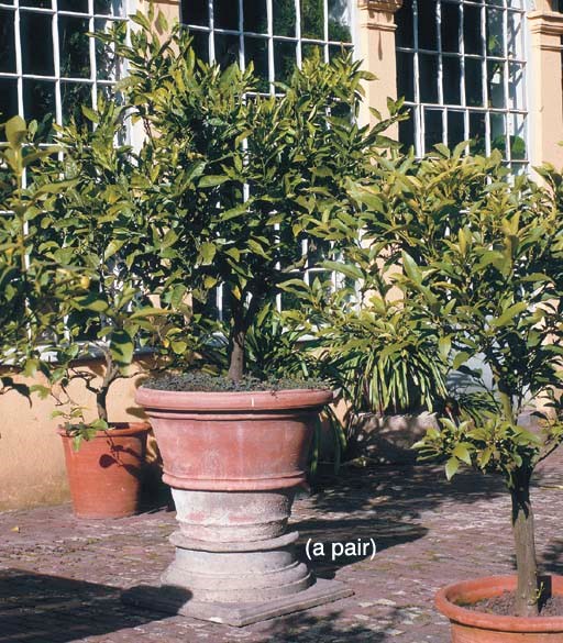 A PAIR OF LAUREL TREES IN TERRACOTTA PLANTERS AND A PAIR OF STONE CAPITALS
