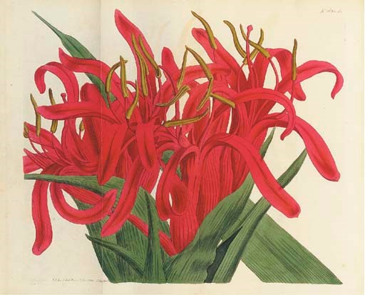 CURTIS, William (1746-1799, vols I-XIV) and John SIMS (1749-1831, vols XV-XLII). The Botanical Magazine. London: Fry and Couchman [vols I-IV] and Stephen Couchman [vols V-XIV] for W. Curtis [vols I-XIV], and Stephen Couchman for T. Curtis [vols XV-XXVI], H.D. Symonds [XXVII-XVIII], and Sherwood, Neely, & Jones [XXIX-XLII], 1787-1815.