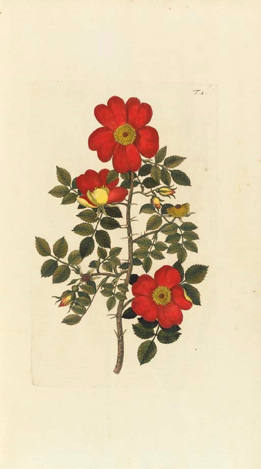 JACQUIN, Nikolaus Joseph, Baron von (1727-1817). Hortus botanicus Vindobonensis. Vienna: Leopold Johann Kaliwoda (vols I and II) and Joseph Michael Gerold (vol. III), 1770-1776.