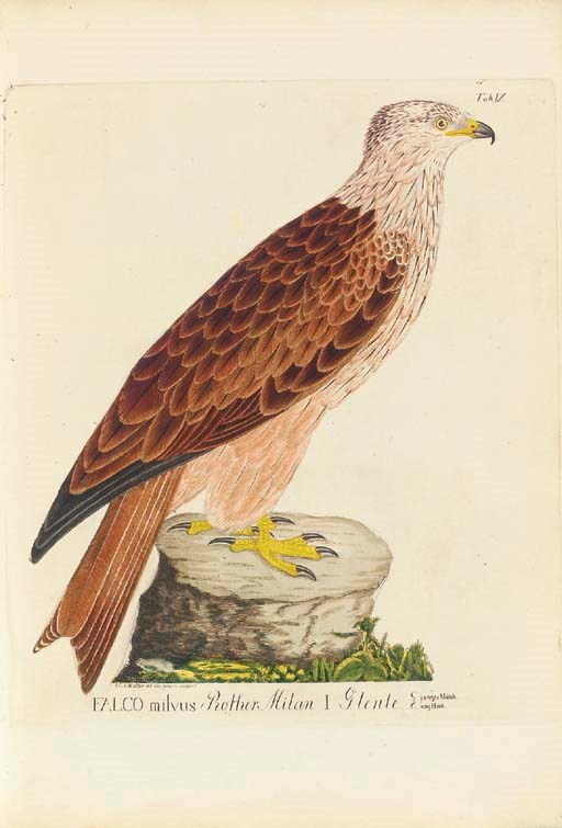 WALTER, Johann Ernest Christian (1799-1860). Nordisk Ornithologie. Copenhagen: Peter Nicolay Jörgensen, 1828-1841.