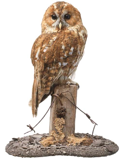 A STUFFED BARN OWL
